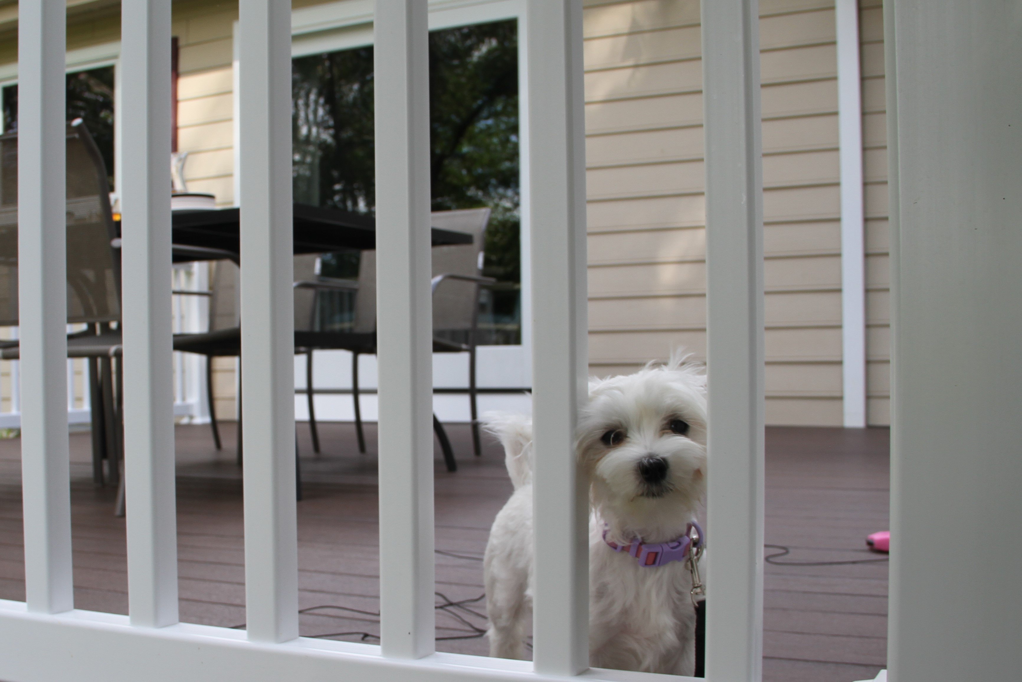 Fence dog door best sale